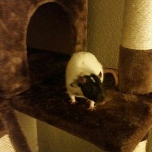 Meet your Posher, Claudia